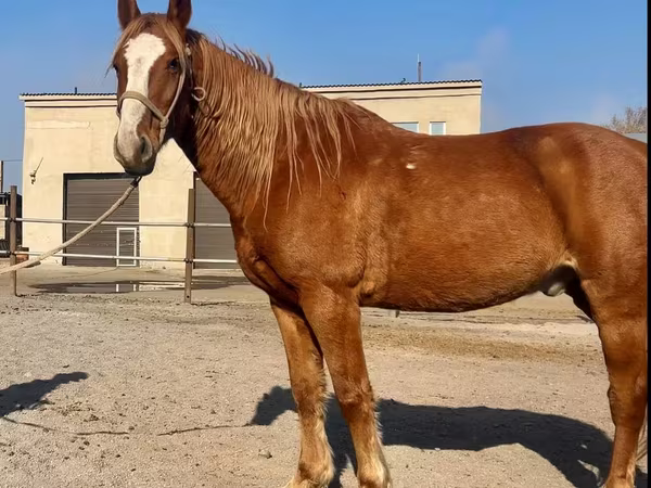 Horse (M), Kustanai horse