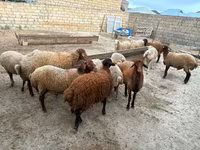 نعجة, Apsheron sheep — الصورة 5