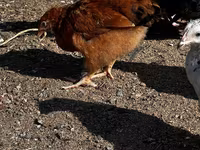 Chickens — الصورة 2