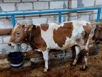 公牛, Red-spotted breed — 照片 5