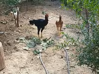 Chickens — الصورة 1