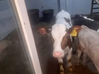 بقرة, Simmental cattle — الصورة 5