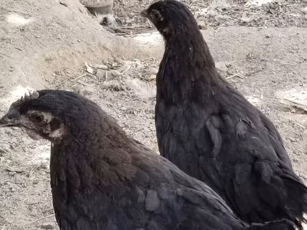 Chickens