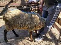 Ram, Sheep — photo 5