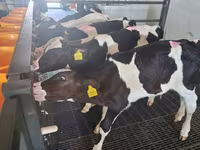 Bulle, Russian Black pied cattle — Foto 1