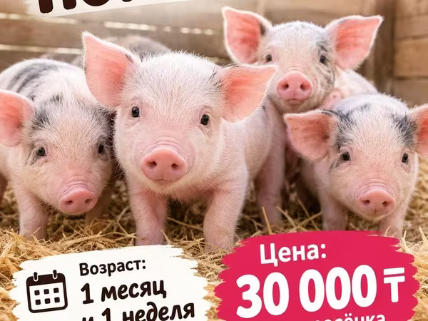 Schweine (Partie, Geschlecht nicht angegeben), Schweine
