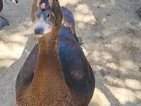 Ducks — फ़ोटो 1