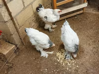 براهما — الصورة 1