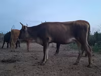गाय, हेरफोर्ड — फ़ोटो 4