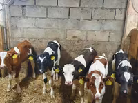Bulle, Simmental cattle — Foto 1