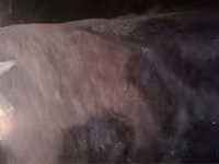 公牛, Cattle — 照片 2