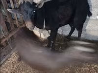 Ziegenbock, Ziegen — Foto 4