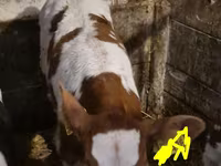 Bulle, Simmental cattle — Foto 2