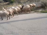 كبش, الأغنام — الصورة 4
