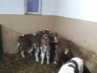Cattle (batch, sex not specified), Simmental cattle — photo 8