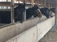 At, Horse breed — foto 6