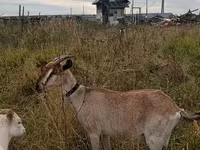 Ziege, Ziegen — Foto 1