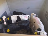 Bull, Simmental cattle — photo 5