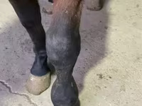 Caballo, Arabian horse — foto 4