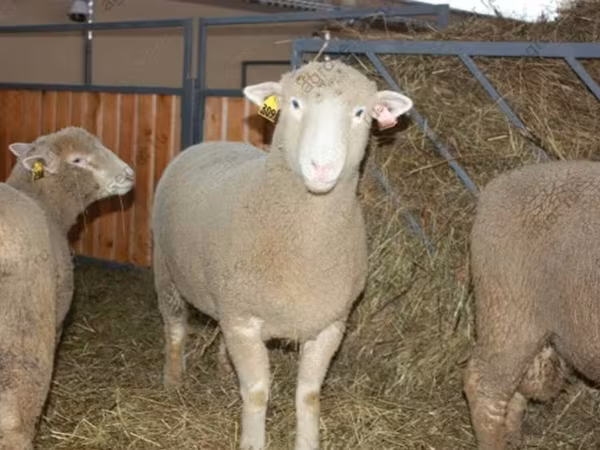 Qoç, Dorset horn sheep