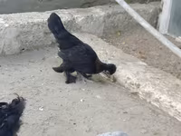 Japanisches Bantam — Foto 8