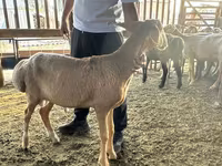 Qoç, Arashan sheep — foto 3