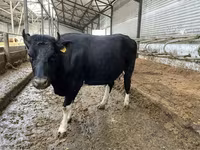 Vaca, Russian Black pied cattle — foto 6