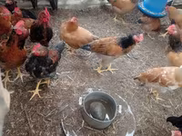 Chickens — Foto 6