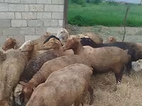 Oveja, Ovejas — foto 2