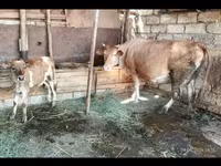 بقرة, الماشية — الصورة 4
