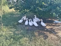 Ducks — Foto 2