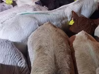 ثور, Simmental cattle — الصورة 6