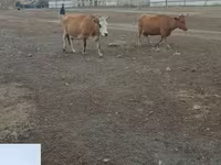 Kuh, Simmental cattle — Foto 1