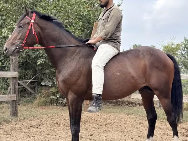Кінь, Thoroughbred horse
