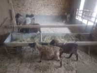 Sheep (batch, sex not specified), Sheep — photo 3