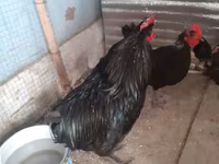 Chickens — foto 1