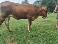 Vaca, Raza Alatau — foto 6