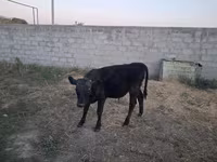 Buğa, Alatau irqi — foto 7