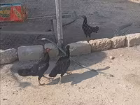 Chickens — Foto 2
