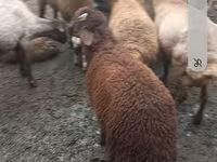 Қойлар (топ, жынысы көрсетілмеген), Red Karaman sheep — 3-сурет