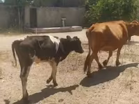 Vaca, Ganado vacuno — foto 8
