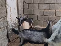 Cabro, LaMancha goats — foto 2