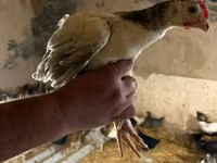 Chickens — الصورة 5