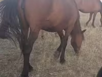 Mare, Horses — photo 1