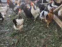 Chickens — 7-rasm