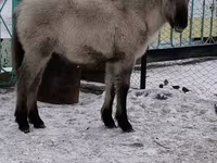 Caballo, Caballos — foto 6