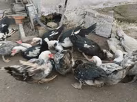 Ducks — 照片 3