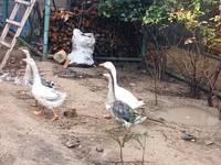 Geese — photo 5