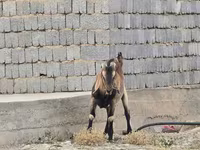 बकरा, Nubian Goat — फ़ोटो 4