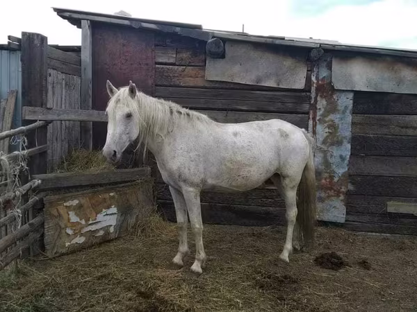 Yegua, Caballos